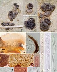 Attēlu rezultāti vaicājumam “Heyderia pusilla”