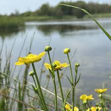 Attēlu rezultāti vaicājumam “Ranunculus lingua flower”