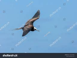 Image result for Fregata aquila