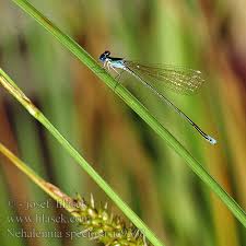 Attēlu rezultāti vaicājumam “Nehalennia speciosa”
