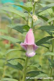 Attēlu rezultāti vaicājumam “Diderma radiatum sessile”