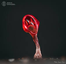 Attēlu rezultāti vaicājumam “Comatricha elegans var. microspora macro”