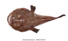 Image result for Lophius americanus