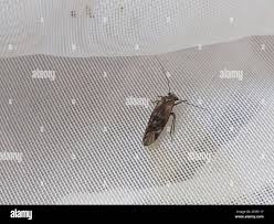 Attēlu rezultāti vaicājumam “Metylophorus nebulosus”