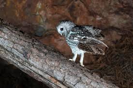 Image result for Strix aluco