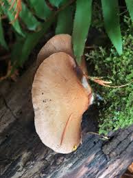 Attēlu rezultāti vaicājumam “Panellus serotinus”