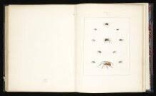 Attēlu rezultāti vaicājumam “Aranei”