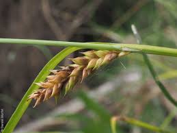 Attēlu rezultāti vaicājumam “Carex hirta fruit”
