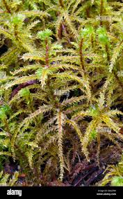 Attēlu rezultāti vaicājumam “Rhytidiadelphus”