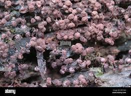 Attēlu rezultāti vaicājumam “Cribraria cancellata stalked”