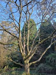 Attēlu rezultāti vaicājumam “Juglans regia”