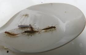 Attēlu rezultāti vaicājumam “Ephemeroptera larvae”