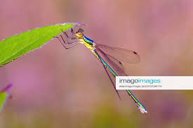 Attēlu rezultāti vaicājumam “Lestes virens”