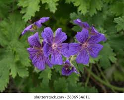 Attēlu rezultāti vaicājumam “Geranium pratense leaf”