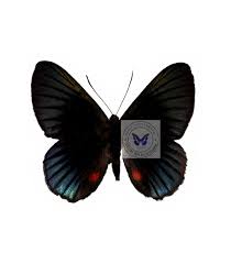 Attēlu rezultāti vaicājumam “Riodinidae”