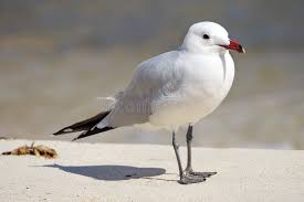 Image result for Larus audouinii