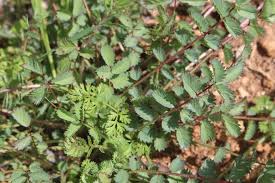 Attēlu rezultāti vaicājumam “Poterium sanguisorba”