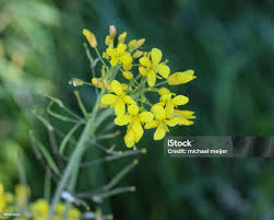 Attēlu rezultāti vaicājumam “Rorippa sylvestris leaf”