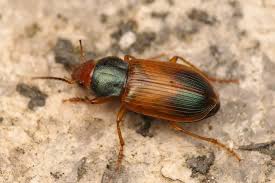 Attēlu rezultāti vaicājumam “Diachromus germanus”