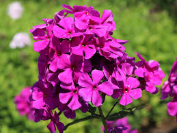 Image result for Phlox (großblumig)