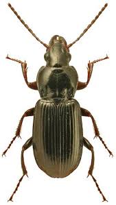 Attēlu rezultāti vaicājumam “Pterostichus aethiops”