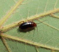 Attēlu rezultāti vaicājumam “Ectobius sylvestris male”