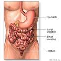 How do the intestines work? - Sharecare