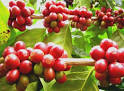 Saffron Caffe  Christmas Coffee Cherries