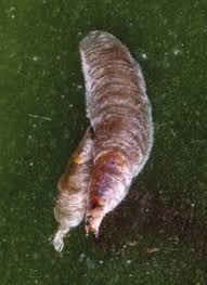 Attēlu rezultāti vaicājumam “Lepidosaphes ulmi imago”