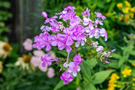 Attēlu rezultāti vaicājumam “Phlox paniculata”