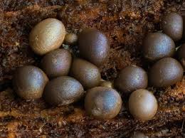 Attēlu rezultāti vaicājumam “Dianemataceae”