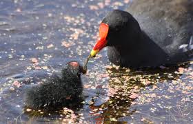 Attēlu rezultāti vaicājumam “Gallinula chloropus juvenile”