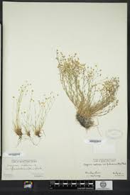 Attēlu rezultāti vaicājumam “Sagina nodosa”