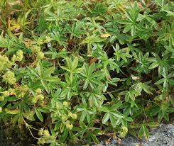 Attēlu rezultāti vaicājumam “Trichia alpina young”