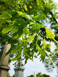 Attēlu rezultāti vaicājumam “Tilia platyphyllos Laciniata leaf”
