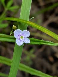 Attēlu rezultāti vaicājumam “Veronica scutellata flower”