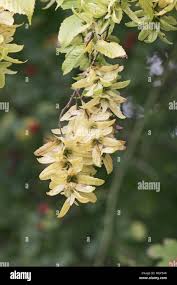 Attēlu rezultāti vaicājumam “Carpinus betulus fruit”