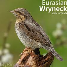 Attēlu rezultāti vaicājumam “Jynx torquilla adult”