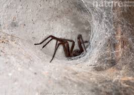 Attēlu rezultāti vaicājumam “Tegenaria sp.”