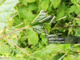 Attēlu rezultāti vaicājumam “Nematus ribesii larva”