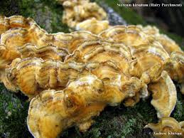 Attēlu rezultāti vaicājumam “Stereum hirsutum”