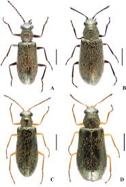 Attēlu rezultāti vaicājumam “Dasytidae”