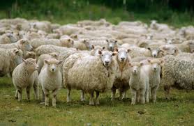 Shear a Sheep in New Zealand
