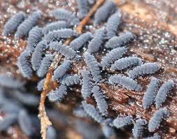 Attēlu rezultāti vaicājumam “Hypogastrura sp.”