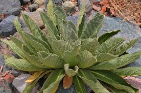 Attēlu rezultāti vaicājumam “Verbascum thapsus leaf”