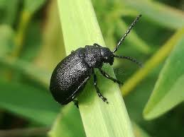 Attēlu rezultāti vaicājumam “Galeruca tanaceti”