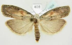 Attēlu rezultāti vaicājumam “Aphomia sociella female”