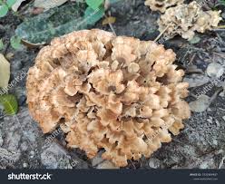 Image result for Podoscypha multizonata