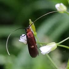 Attēlu rezultāti vaicājumam “Cauchas rufimitrella”