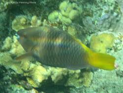 Image result for Scarus ferrugineus